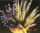 ĥl/P䓺l/ӱⒻl/ձ䓺l 
P(gun)I:2012-06-30