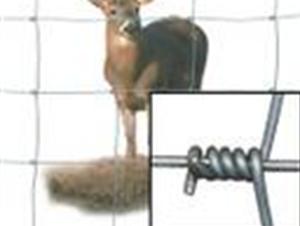 6W(wng) 
P(gun)I: