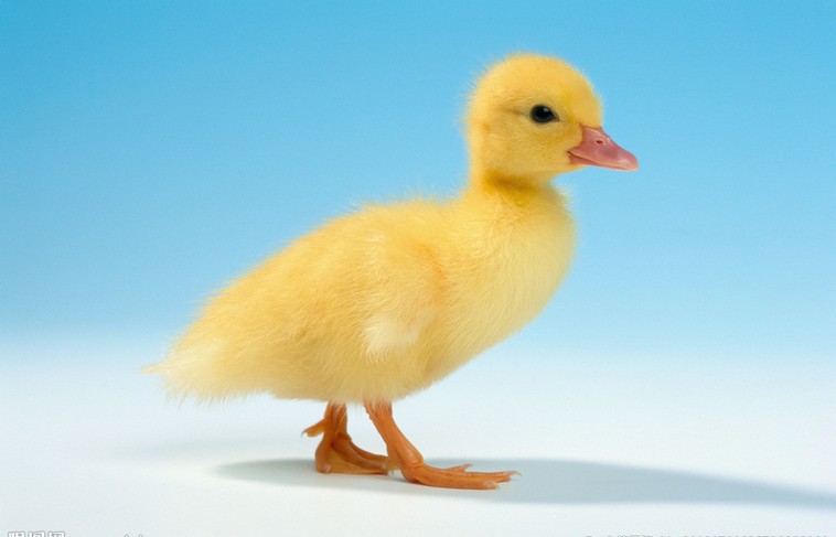 Sl(f)(sh)ݵ 
P(gun)I: