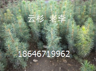 ̓r۱5ɼ  18646719962 
P(gun)I: