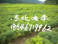 95ɘԒ  18646719962 
P(gun)I: