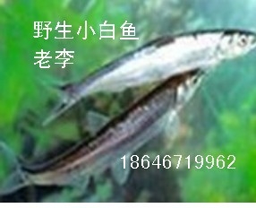 ۵ˮҰС~  18646719962 
P(gun)I: