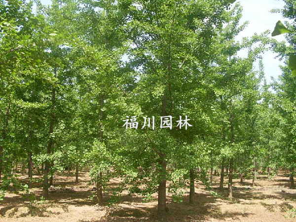 yӘr(ji)񡪡(gu)a(chn)yӘЈ(chng)r(ji)r 
P(gun)I: