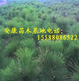 ռ1.5ׂ(c)1.6ׂ(c)1.8ׂ(c)2ׂ(c)ؘ(sh) 
P(gun)I: