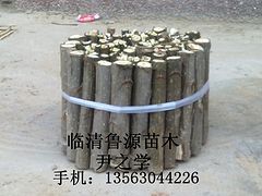 ȫ(gu)NNR(sh)107(sh)ll(f) 
P(gun)I: