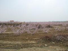 IIIl(f)@r(ji)@Nֲ 
P(gun)I: