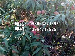 ӳ˪t硾r(ji)񡢹(yng)l(f)\ 
P(gun)I: