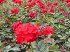tñ¼Nֲ||tñ¼(yng)-ӗ 
P(gun)I: