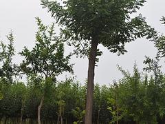 Nֲ_(yu)ݵć 
P(gun)I:
