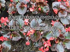 Kļ@@ӱȸ&&L(zhng)- 
P(gun)I: